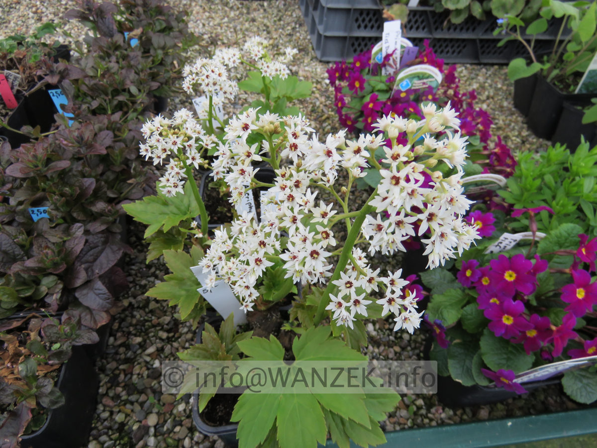 Mukdenia rossi Karasuba  Blueten (alt=Aceriphyllum).JPG